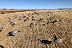 CanadaGoose1