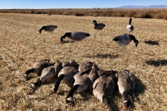 CanadaGoose2