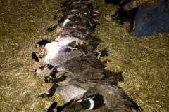 CanadaGoose3