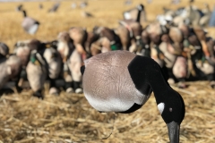 CanadaGoose4