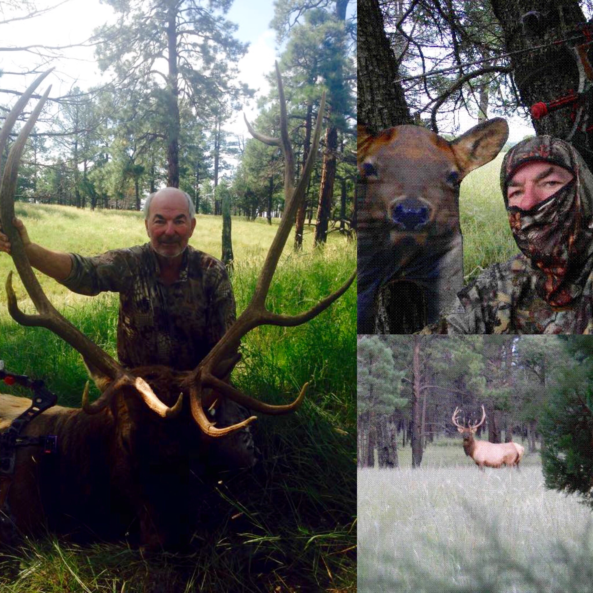 Elk
