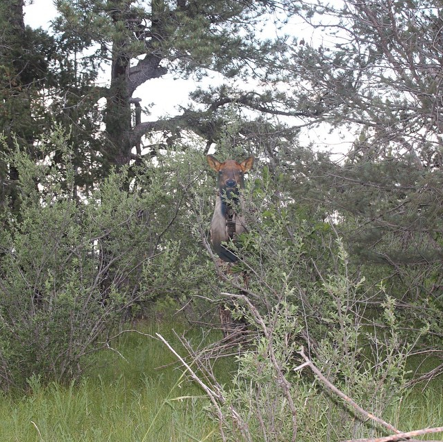 Elk