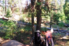 Moose Johnson Vale OR