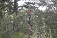 Elk
