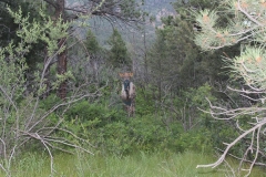 Elk
