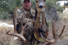 Mule Deer