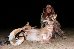Pronghorn