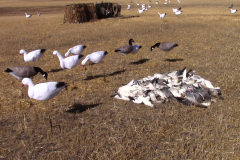 GeeseDecoys