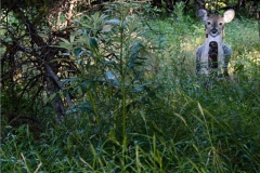 Whitetail